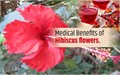 All you need to know about Hibiscus Flower: Uses, Benefits and Much More