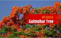 Gulmohar Tree: How to Grow, Its Uses, Benefits and Much More