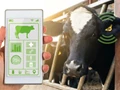 Startups in India are on a spree to Digitalize the Current Dairy Farming Market