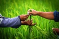 Hybrid Paddy Seeds: Corteva Agriscience Slowly Making Inroads into Bihar & Jharkhand; Providing Training to Women Farmers