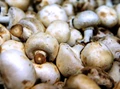 How to Grow Organic Mushrooms?  Composting, Casing soil, Pin development, Harvesting and Much More