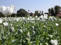 Opium Cultivation: Know How to Get A License to Cultivate Opium