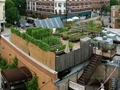Terrace Gardening: Know the Advantages & Cost of Rooftop Farming