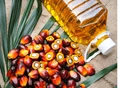 Palm Oil: Bird’s Eye View of Malaysian Palm Oil Markets