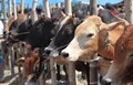 NDDB Develops New indigenous Sex-sorted Semen Technology; Know How It Guarantees the Birth of Female Calves