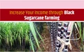 How Farmers are Earning Good Money through Cultivation of ‘Black Sugarcane’