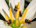 Stingless Bees in Crop Pollination