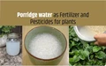 Benefits of Porridge Water for all kinds of Plants