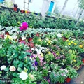 Flower Girl: This Engineer from Telangana Grows 700 Varieties of Flowers, Vegetables on Her Terrace