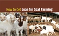Goat Farming Loans, Government Schemes and Subsidies