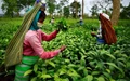 E-Commerce acting as Savior for the Tea Producers of Assam and Neighboring States