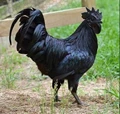MS Dhoni All Set to Start Organic Poultry Farming; Orders 2000 Black 'Kadaknath' Chickens