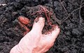 Know Why Vermicomposting is Better than Traditional Composting