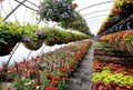 Horticulture in India – Know about Different Subsidy Schemes, Application Process and much more