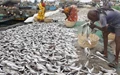Centre targets investments worth $9 billion in Fisheries Sector in next 5 years