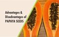 All about Papaya Seeds: How to Use them, Benefits and Risks