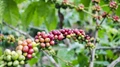 Coffee Plantations Became Hi-Tech, Thanks To Smart Agro Technology