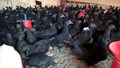 Kadaknath Chicken Farming: Best Breeds, Feeding & House Management and Complete Business Plan