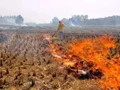 Rs 1.92 lakh Fine Imposed in 39 Cases of Stubble Burning in UP amid Farmer's Protest