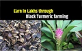 Farmers can Earn Huge Income by Cultivating Black Turmeric with This Latest Technology