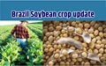 Soybean Planting in Brazil Continues but Dry Weather Concerning for Farmers