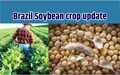 Soybean Planting in Brazil Continues but Dry Weather Concerning for Farmers