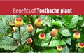 Toothache Plant: Its Uses and Medicinal Benefits