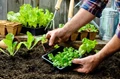 Home gardening for beginners
