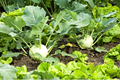 Crops for Your Winter Vegetable Garden