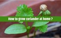 Home Gardening: Easy Way to grow enormous Coriander