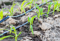 Drip Fertigation –A Sustainable Water and Nutrient Management