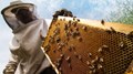 Beekeeping Business: This Man Leaves Private Job to do Beekeeping and is Now Earning in Lakhs!