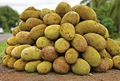 ICAR Felicitates Farmers for Producing Novel Jackfruit Varieties in Their Fields