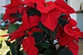 Christmas Houseplants to Decorate Your Home