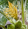 What is Special about Coconut Flowers?
