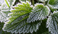 How to Protect Your Plants from Frost and Freeze in winter?