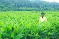 The Kerala Farmer who amazes us by making money from Arrowroot Tubers and its Value Addition