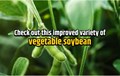 Know about Swarna Vasundhara: An improved variety of vegetable soybean developed by ICAR