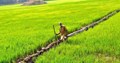 All About MSP: What is Minimum Support Price and Which Crops are covered under it?