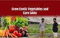 IIT Graduates, Earning Rs.80 Lakh per Month from Exotic Vegetables