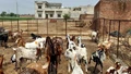 Good News for Livestock Farmers! Apply Soon to Get 60% Subsidy on Goat Rearing