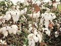 Cotton Market Panorama – Trade Prospects Improving