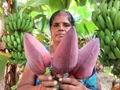 Banana Flower : For CANCER  prevention & treatment