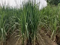 Sugarcane Varieties Suitable Under Abiotic Stress Conditions