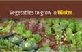 Vegetables to be grown in the month of January