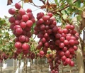 Grape Farmers in Nashik worried due to Unseasonal Rainfall
