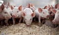 Should you Opt for Pig Farming ?