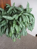 Air Pollution: Top 10 Indoor Plants to get rid of Pollutants inside Your House