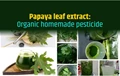 How to make organic pesticide easily at home