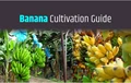 Banana Cultivation in India: Here’s a Complete Guide for Beginners